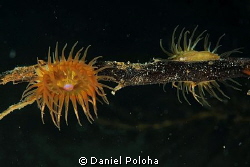 Another beauty from the 'barren' Browns Bay. 60mm  lens u... by Daniel Poloha 